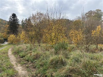 photo_4